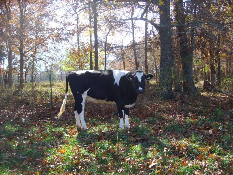 Bred Heifers For Sale-Jersey, Holstien. - Cattle