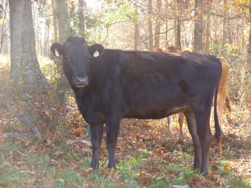 Bred Heifers For Sale-Jersey, Holstien. - Cattle