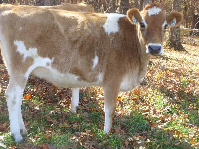 Bred Heifers For Sale-Jersey, Holstien. - Cattle