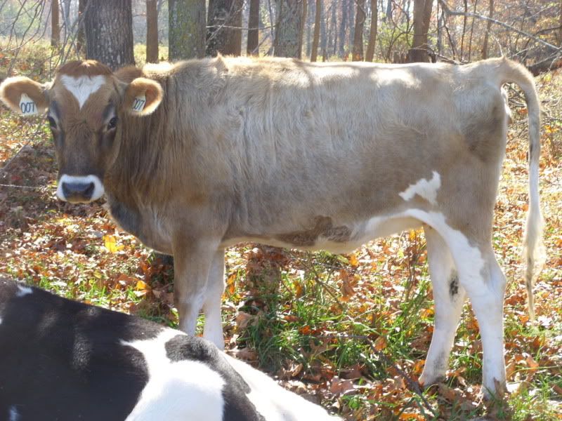 Bred Heifers For Sale-Jersey, Holstien. - Cattle