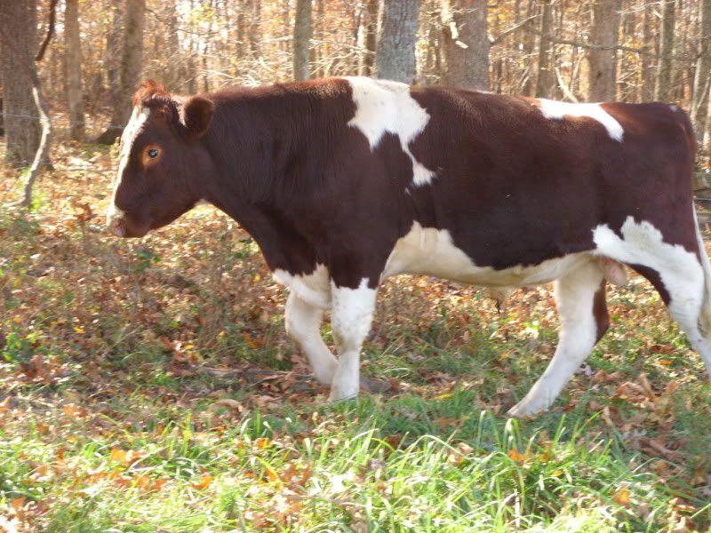 Bred Heifers For Sale-Jersey, Holstien. - Cattle