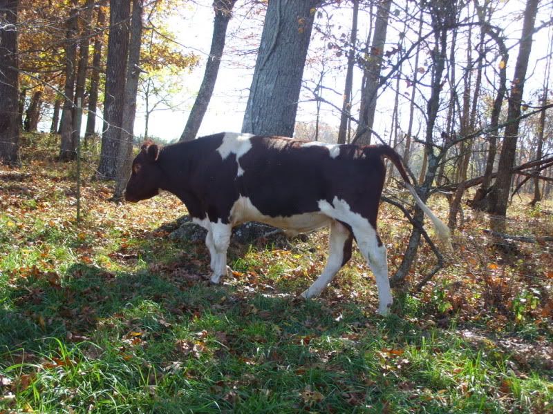 Bred Heifers For Sale-Jersey, Holstien. - Cattle