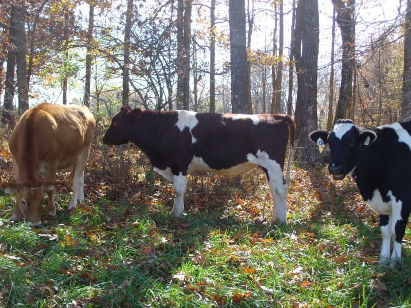 Bred Heifers For Sale-Jersey, Holstien. - Cattle