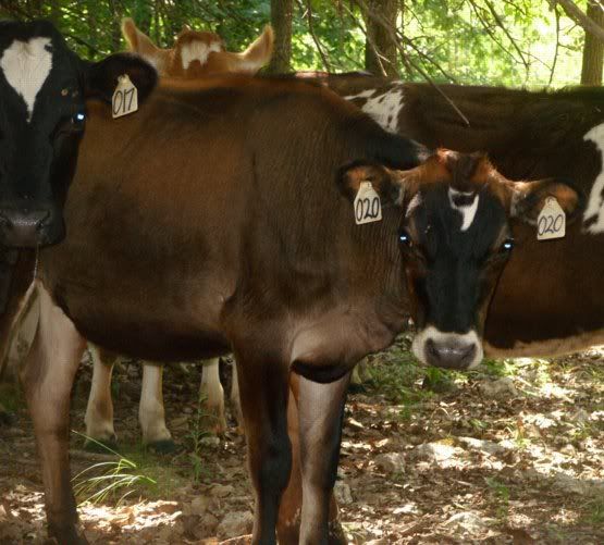 Jersey/Holstien Heifers for Sale-MO - Cattle