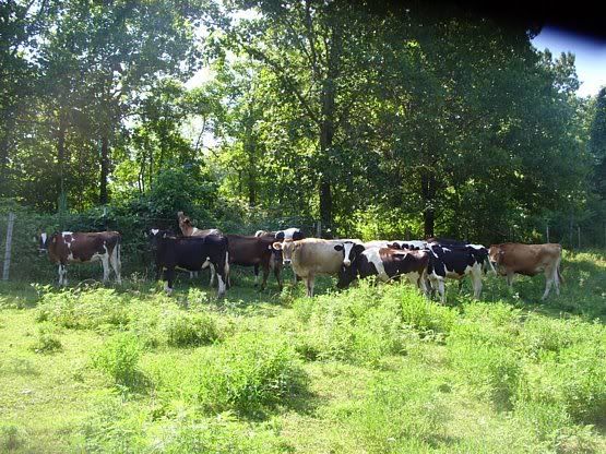 Jersey/Holstien Heifers for Sale-MO - Cattle