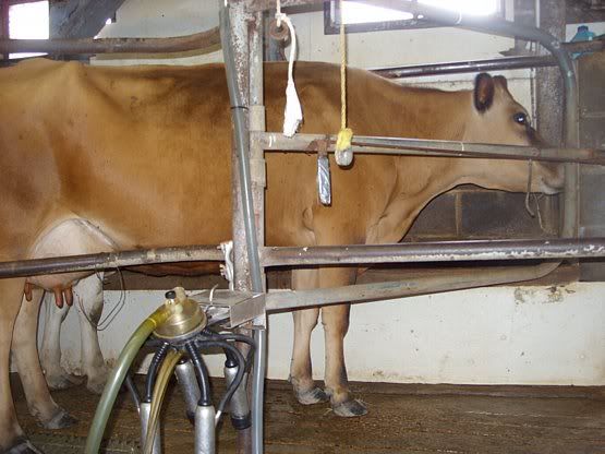 Feeding outside the barn - Cattle