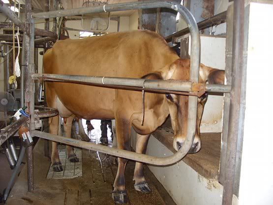 Jersey/Holstien Heifers for Sale-MO - Cattle