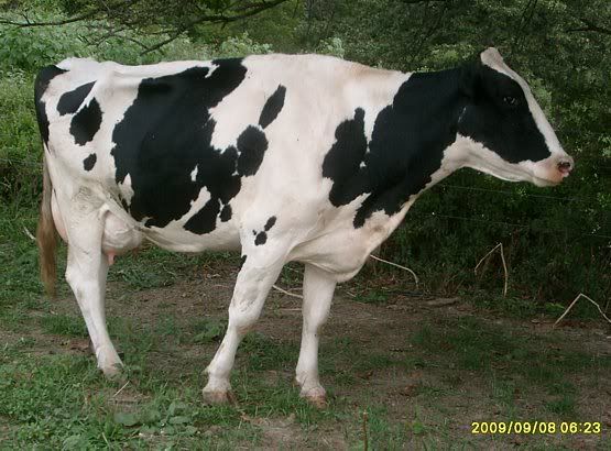 Trying out my new camera.... - Cattle