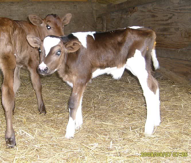 Trying out my new camera.... - Cattle