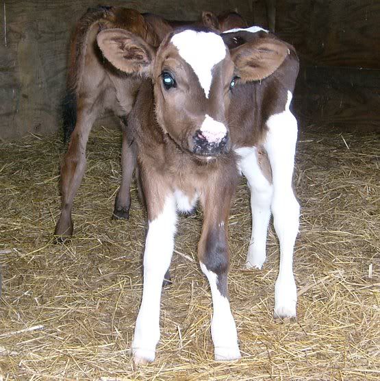 Trying out my new camera.... - Cattle
