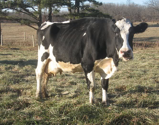 Healthy Dairy Heifers 4-Sale in Missouri - Cattle