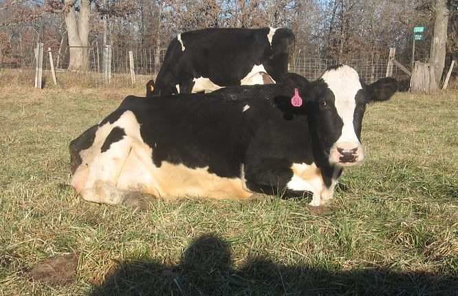 Healthy Dairy Heifers 4-Sale in Missouri - Cattle