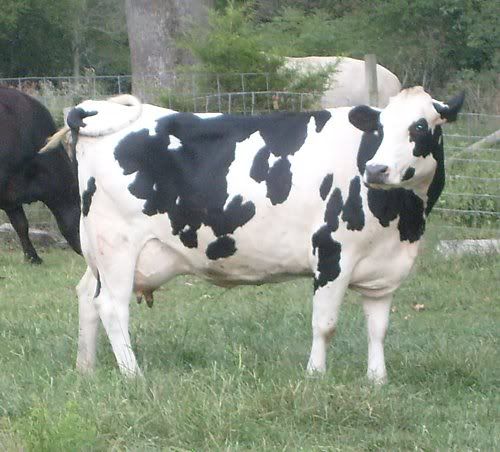 Trying out my new camera.... - Cattle