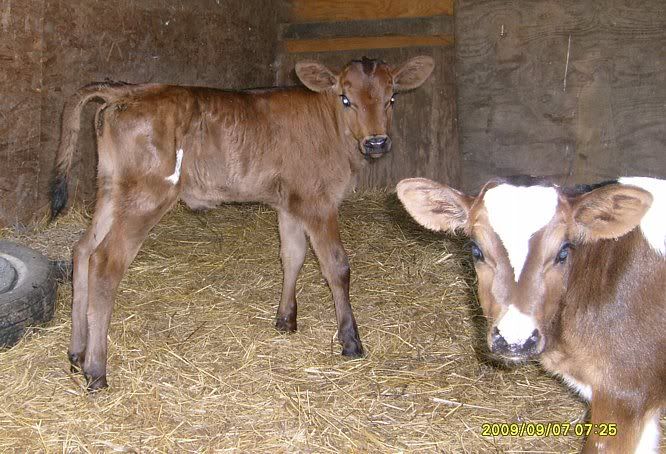Trying out my new camera.... - Cattle