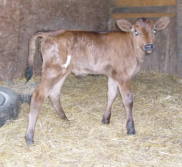 Trying out my new camera.... - Cattle