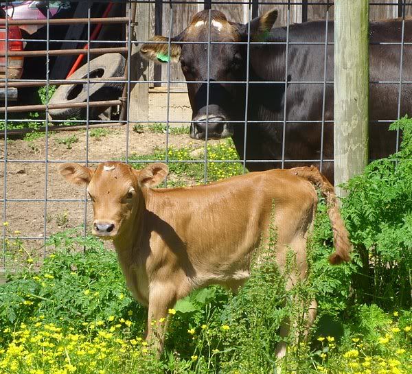 The three latest calves - Cattle