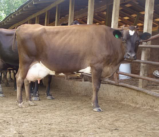 Jersey/Holstien Heifers for Sale-MO - Cattle