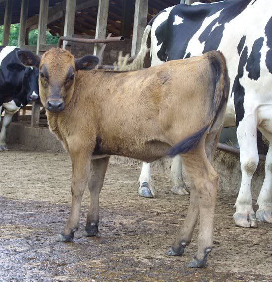 Jersey/Holstien Heifers for Sale-MO - Cattle