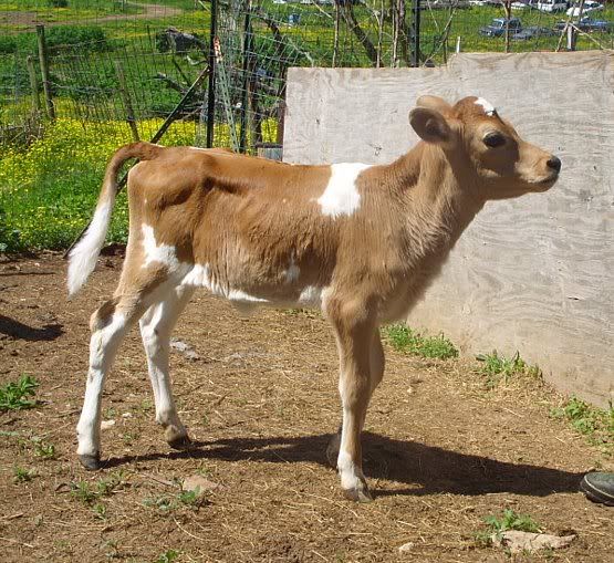The three latest calves - Cattle