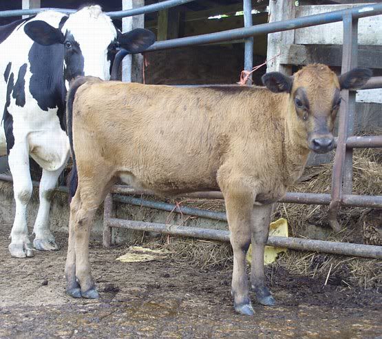 Jersey/Holstien Heifers for Sale-MO - Cattle