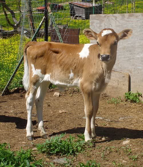 The three latest calves - Cattle