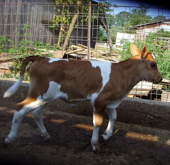 Jersey/Holstien Heifers for Sale-MO - Cattle