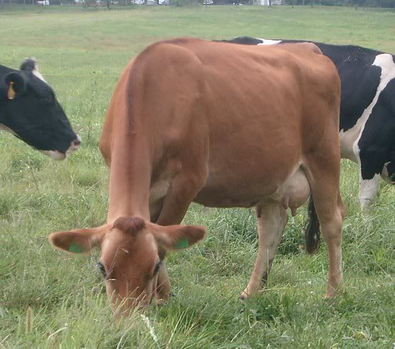 jersey cows on craigslist? Look please. - Cattle