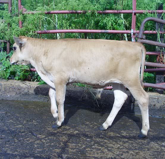 Feeding outside the barn - Cattle