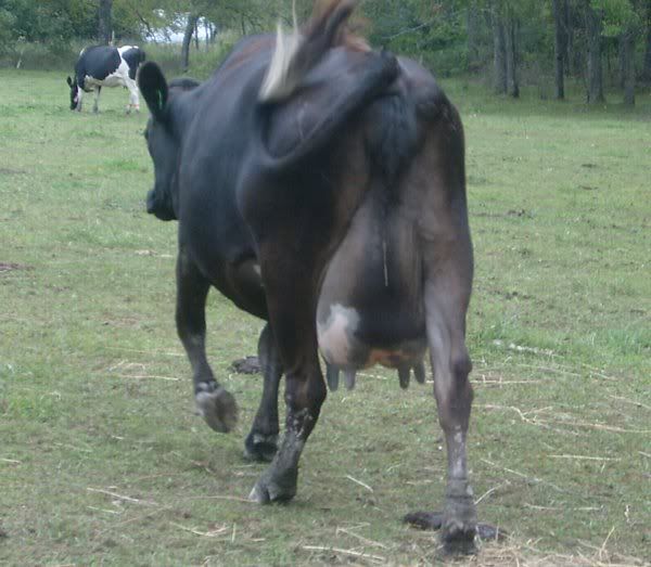 Trying out my new camera.... - Cattle