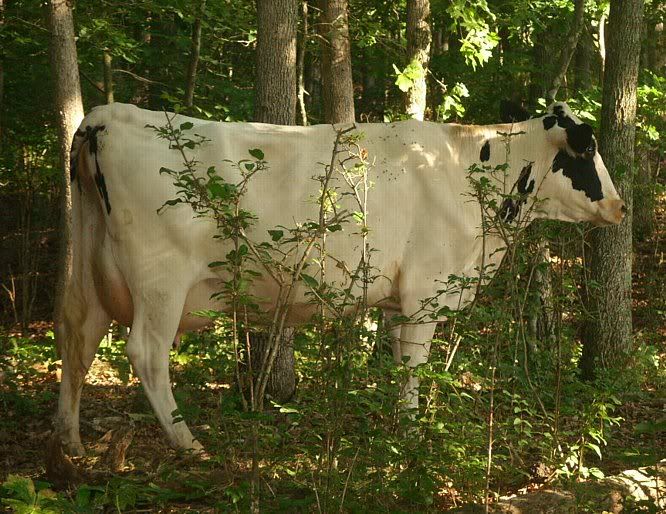 Misc. events and pics of Morningland Dairy - Cattle