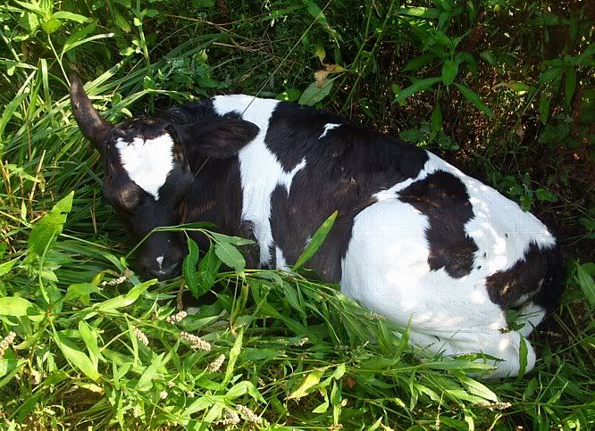 Misc. events and pics of Morningland Dairy - Cattle