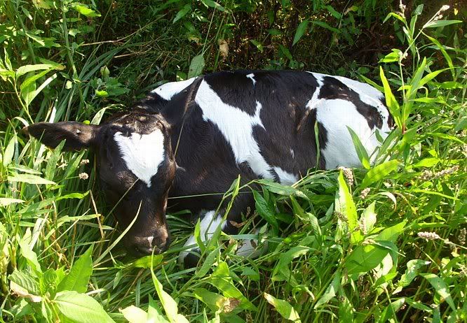 Training the heifers. - Cattle