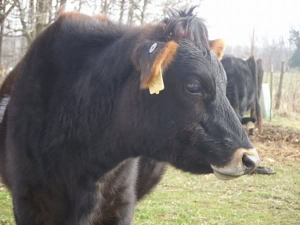 Pictures of yearling heifers - Cattle