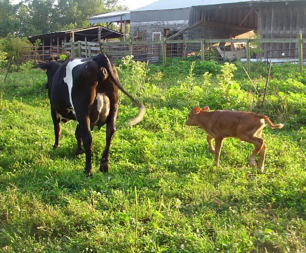 Jersey/Holstien Heifers for Sale-MO - Cattle