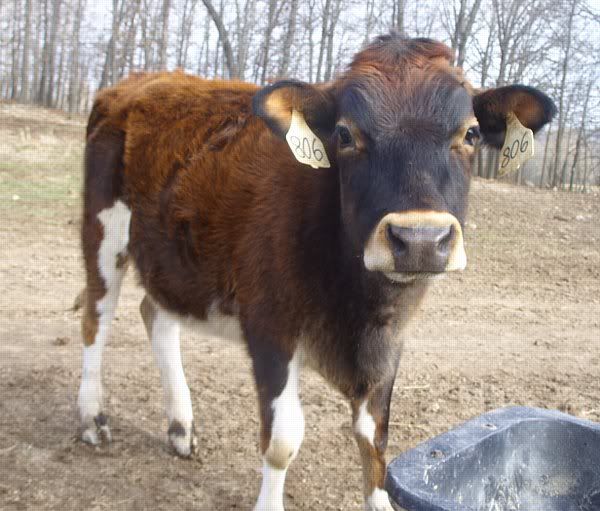Pictures of yearling heifers - Cattle