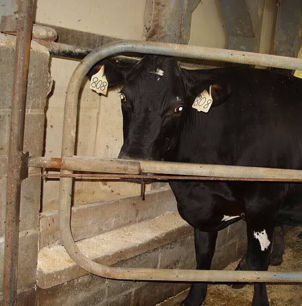 Training the heifers. - Cattle