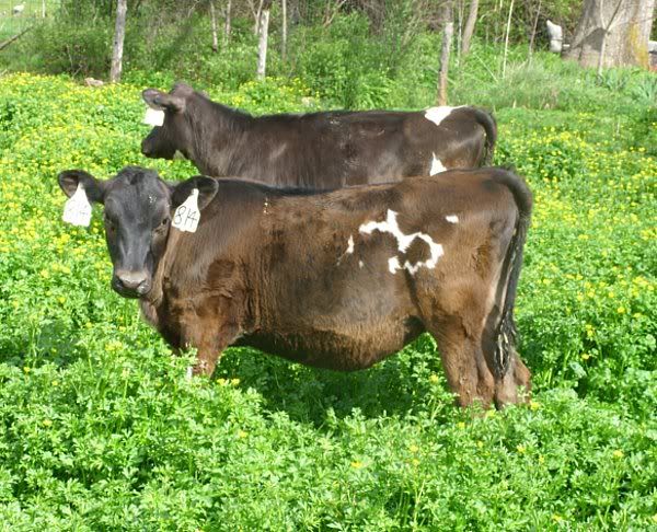 Dairy Heifers 4-Sale-Mountain View, MO. - Cattle