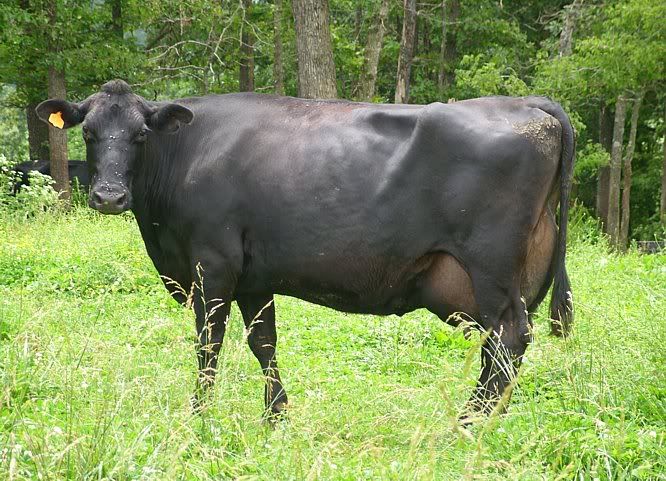 Jersey/Holstein Crossbed Bottle Calves - Cattle