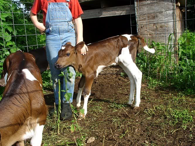 Heifer available, also bull calf-MO - Cattle