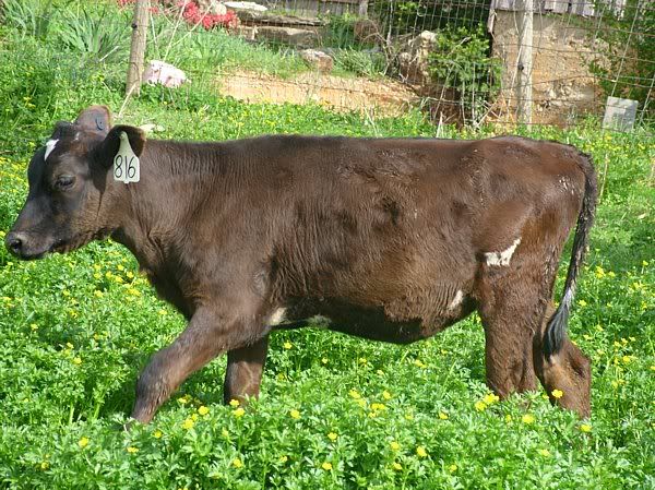 Dairy Heifers 4-Sale-Mountain View, MO. - Cattle