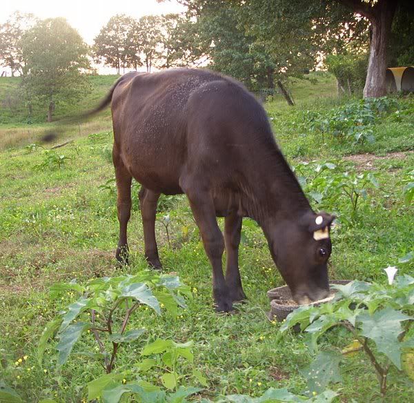 Jersey/Holstien Heifers for Sale-MO - Cattle