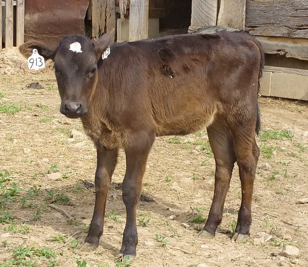 Dairy Heifers 4-Sale-Mountain View, MO. - Cattle