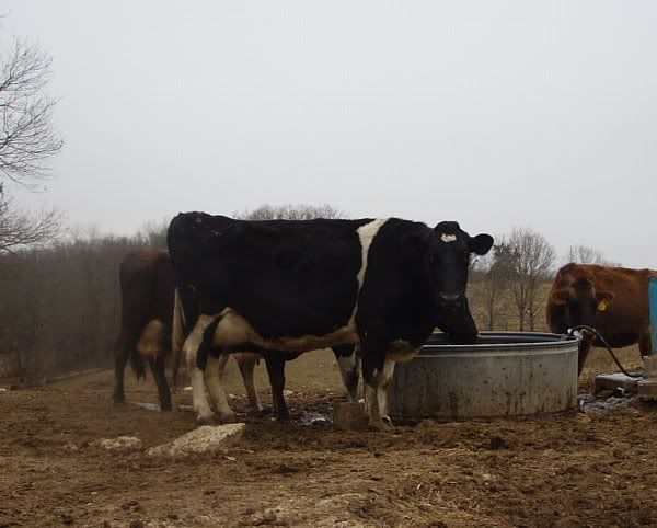Holstien Milk Cow For Sale-MO - Cattle