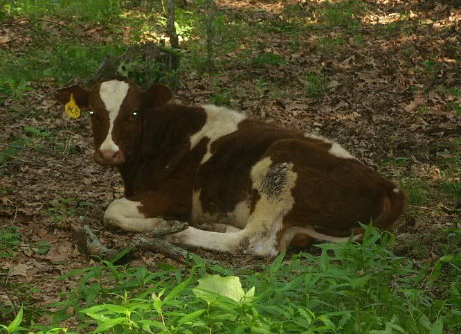 Misc. events and pics of Morningland Dairy - Cattle