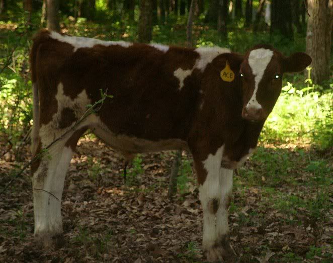 Misc. events and pics of Morningland Dairy - Cattle