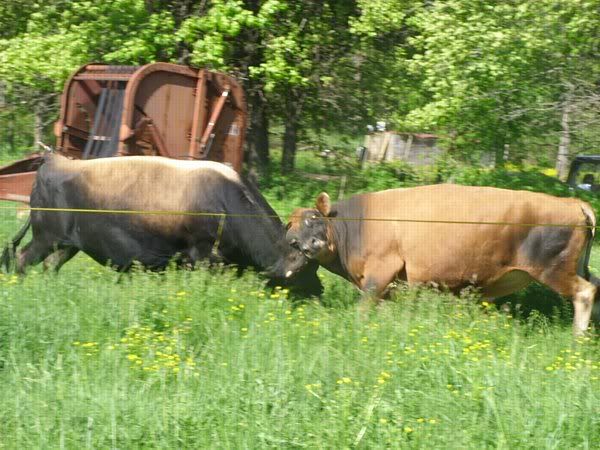 Introduce two mature bulls to each other... - Cattle