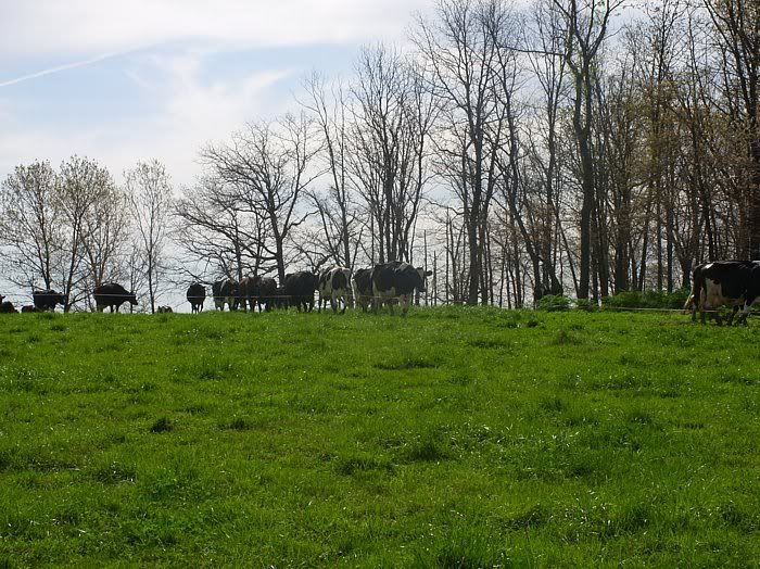 Dairy Heifers 4-Sale-Mountain View, MO. - Cattle