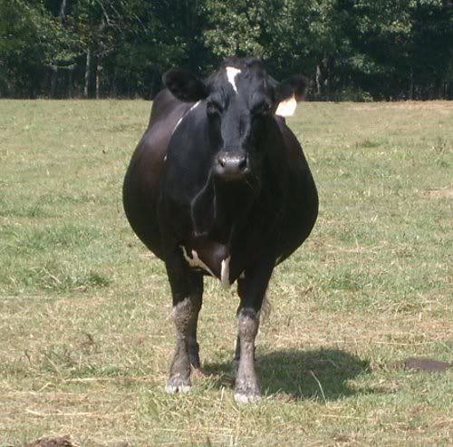 Trying out my new camera.... - Cattle