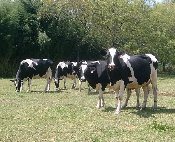 Trying out my new camera.... - Cattle