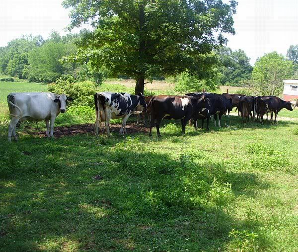 Feeding outside the barn - Cattle